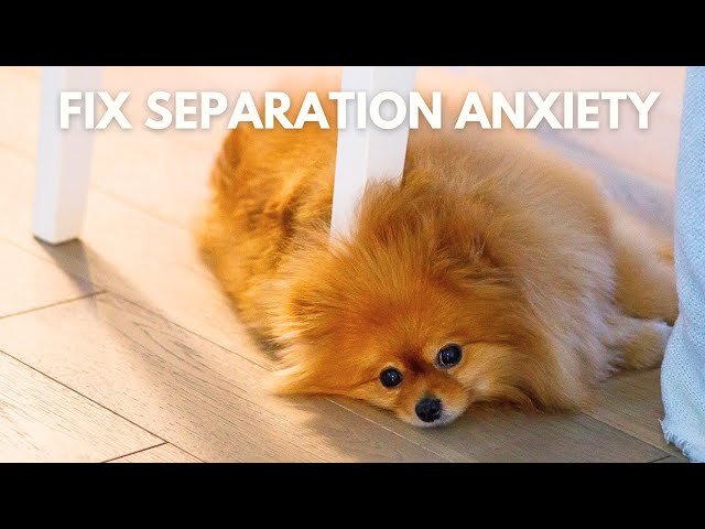 5 Tips To Fix Separation Anxiety In Dog | What Helped My Pomeranian's Separation Anxiety