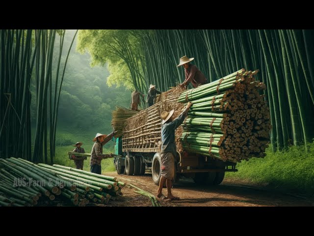 Amazing Bamboo Products Are Made: From Planting Bamboo to Eco Friendly Products