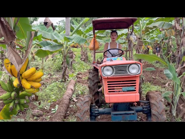 Nag TRACTOR ako sa Ilalim nang sagingan para maging malinis || Banana Farm Area 2 (1000puno)