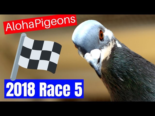 Race #5 2018 Young Bird Season In Hawaii