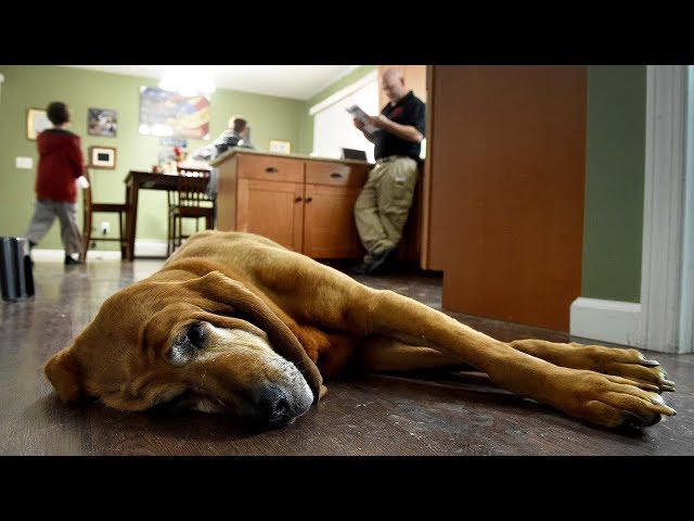 The life of a retired police work dog