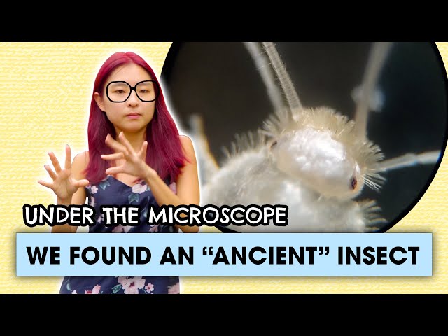 Close up with the Silverfish | Under the Microscope