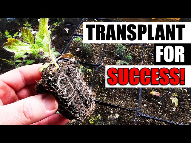 Transplanting Seedlings - The Complete Guide