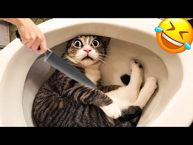 Funniest Cats and Dogs 2024 😹🐶 New Funny Animals Video 😍 Part 145