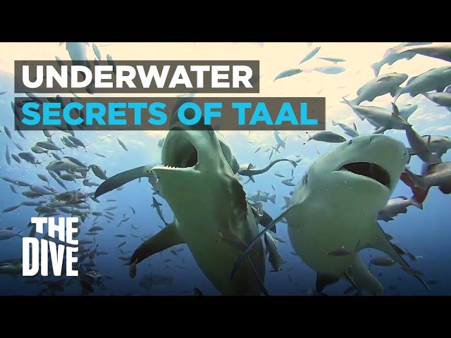 Underwater Secrets of Taal, Batangas | The Dive