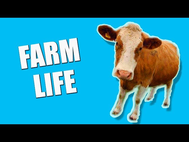 FARM LIFE - CUTE BABY FARM ANIMALS