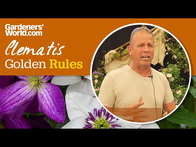 Caring for clematis - Golden Rules