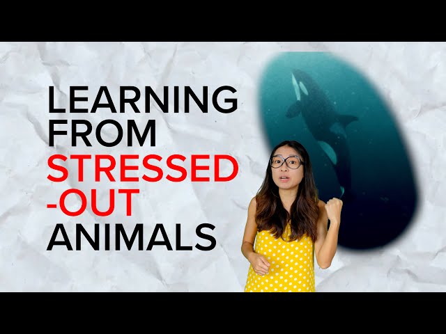 How mental health affects animals (And what you can learn from it)