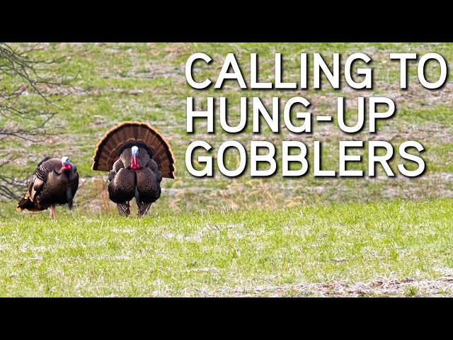 TURKEY CALLING TIPS | Calling To Hung Up Gobblers!
