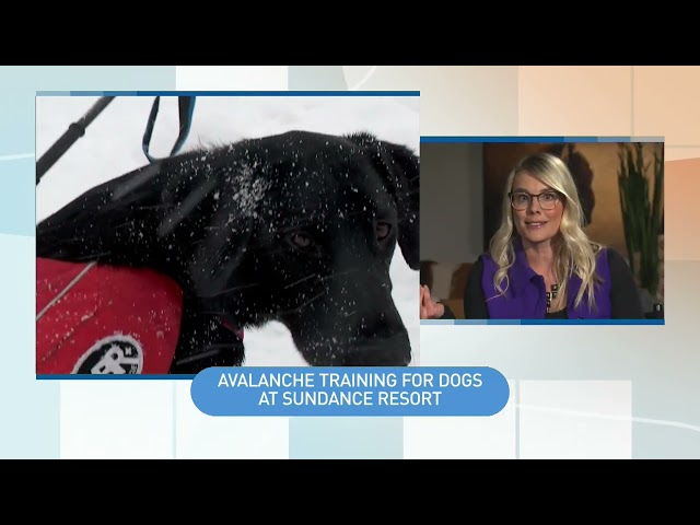 ARC: Avalanche Dog Training