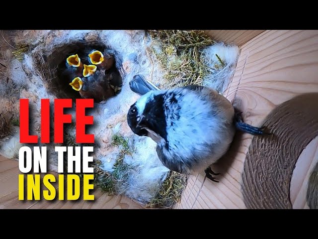 I Put a Live Camera Inside a Chickadee Nest Box for 54 Days