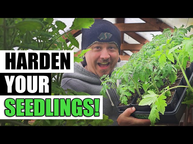 Hardening Off Young Plants And Seedlings - A Complete Guide