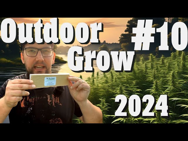 Cannabisanbau Outdoor Grow 2024: Autoflower & Regular Update, Nützlinge | EP 10