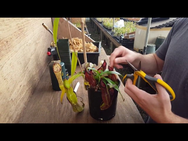 The Ultimate Nepenthes Cutting Guide