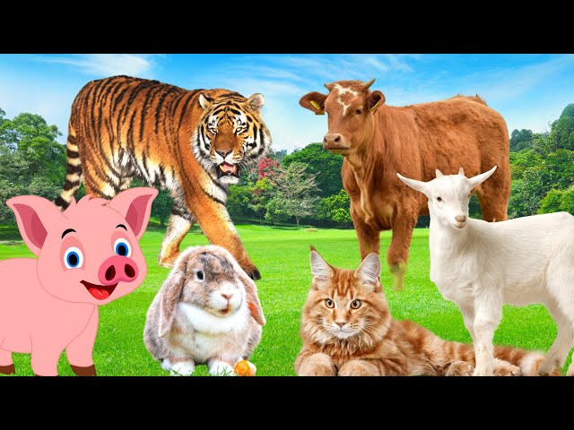 Listen to the sounds of animals: cows, goats, chickens, pigs, cats, dogs,...