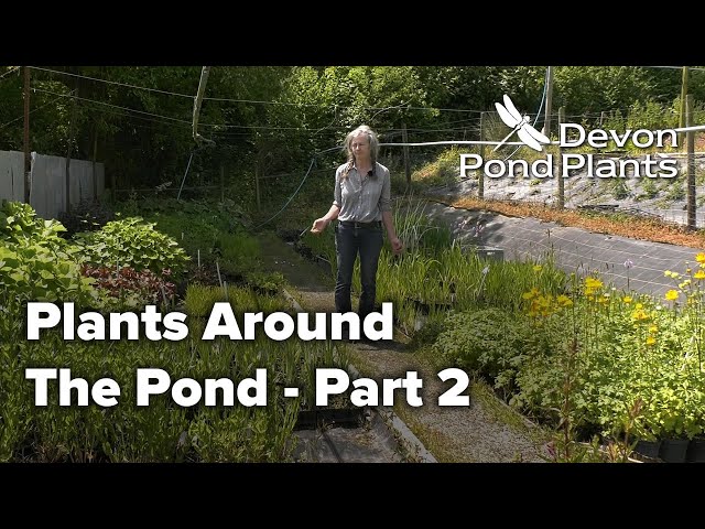 Plants Around The Pond - Part 2
