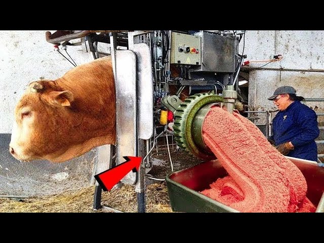Pretty Girls & Cows, Amazing Machines On Fields, Feeding Calves, Automatically Milking - LIVE STREAM