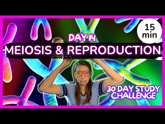Day 14: Meiosis & Reproduction - 30 Day Biology Study Challenge 2024