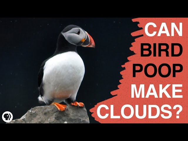 Can Bird Poop Make Clouds?