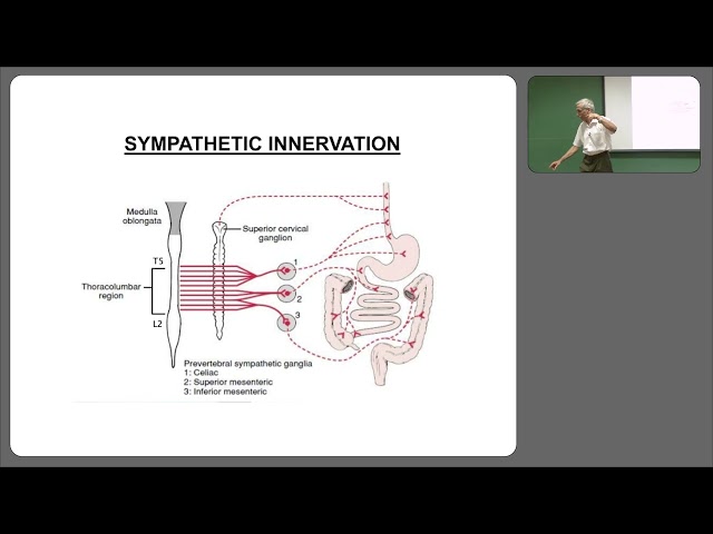 Physiology of smooth muscles and digestive system - Part 4
