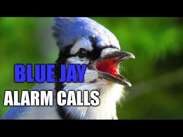 Blue Jay Alarm Calls and Imitating a Sharp-shinned Hawk