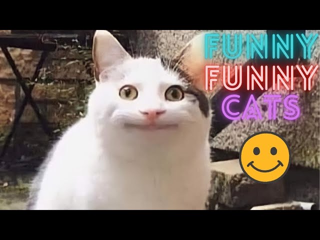 2 HOUR BEST FUNNY CATS COMPILATION 2023 😂| The Best Funny And Cute Cat Videos 16  !😸 😸