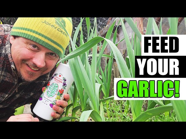 Tips For Fertilizing Garlic - Garden Quickie Episode 138