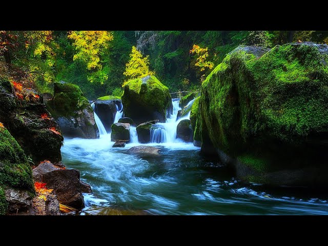 LIVE !!. Amazing Nature Scenery & Relaxing Sound for Stress Relief, Sound of Nature, Sound Of Water