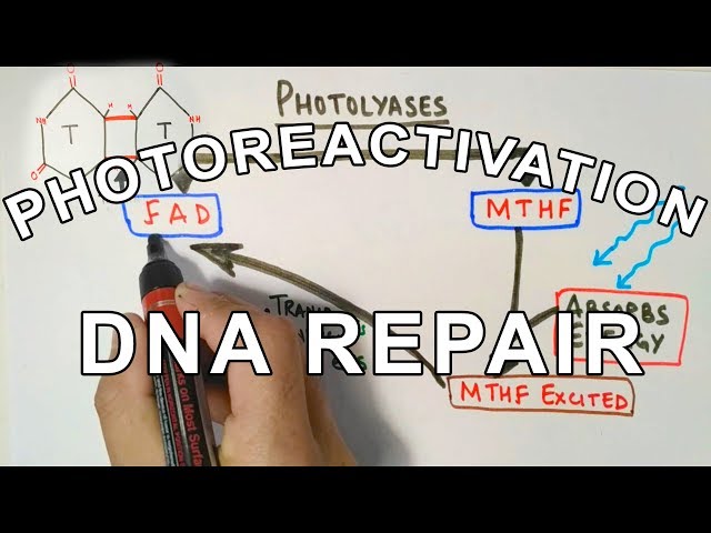Photoreactivation | DNA Repair Mechanism