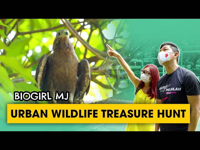 How wildlife thrived in the urban jungle of Singapore | Biogirl MJ