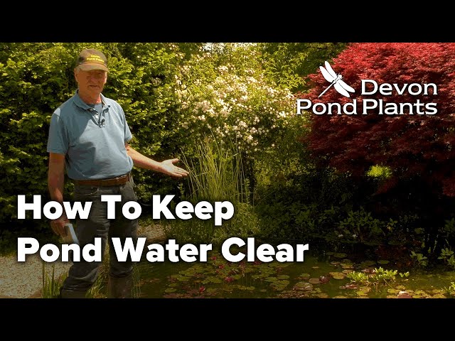 How To Keep Pond Water Clear