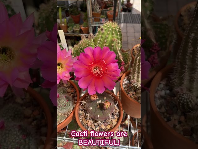 This is why I grow #cactus. 🥰🌸🌵🌼🌵 #cactuslover #cactuscaffeine #cactusflowers
