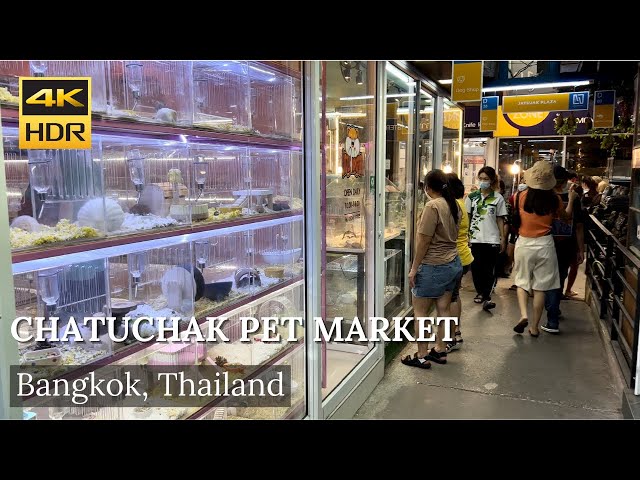 4K HDR| Walk around Chatuchak Market Pet Zone (JJ pet market) | Bangkok | Thailand |