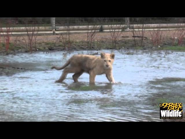 Themba's Pride - Enjoying the floods and mud!