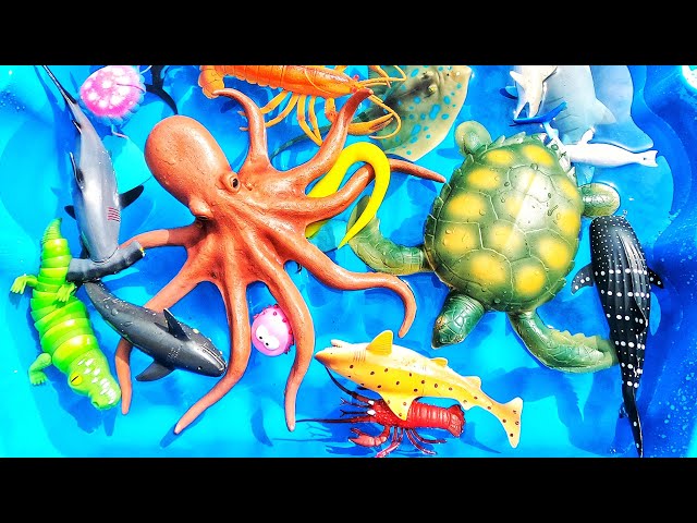 Learn sea animal names & facts for babies toddlers kindergarteners kids