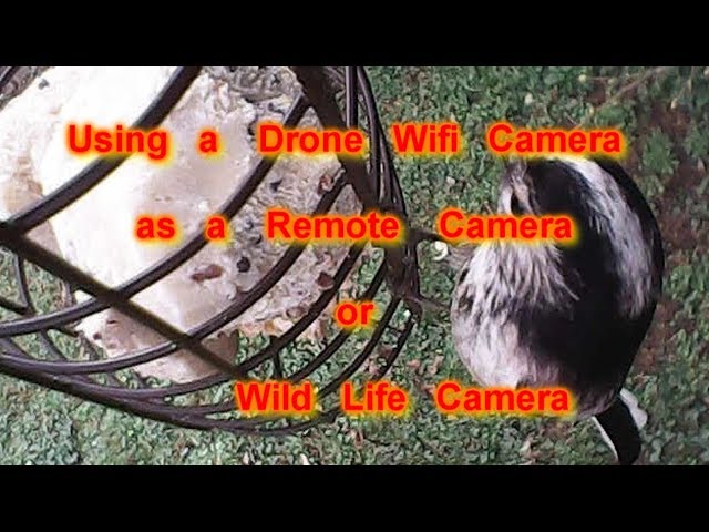 Long-tailed Tits Close up - wifi drone camera converted for wild life