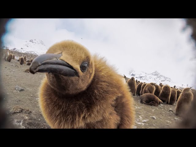 Will Robotic Spy Chick Become The Giant Petrel's Next Victim?