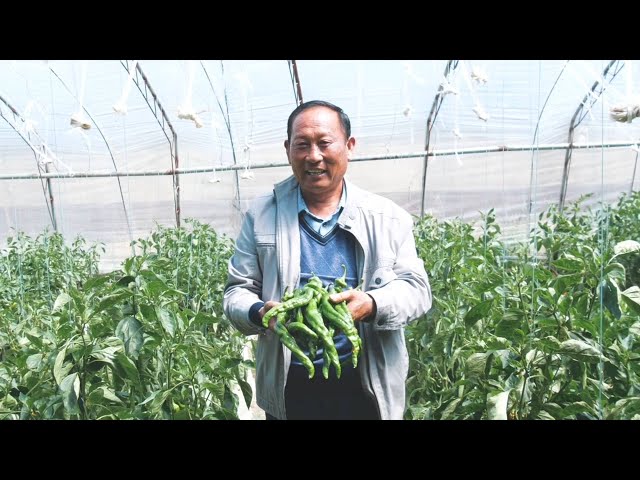 Yak Video | Cadres sent to Tibet help grow vegetables on Tibetan plateau