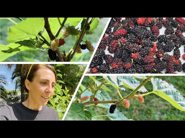 45 days to 4x your Mulberry Tree Harvest!