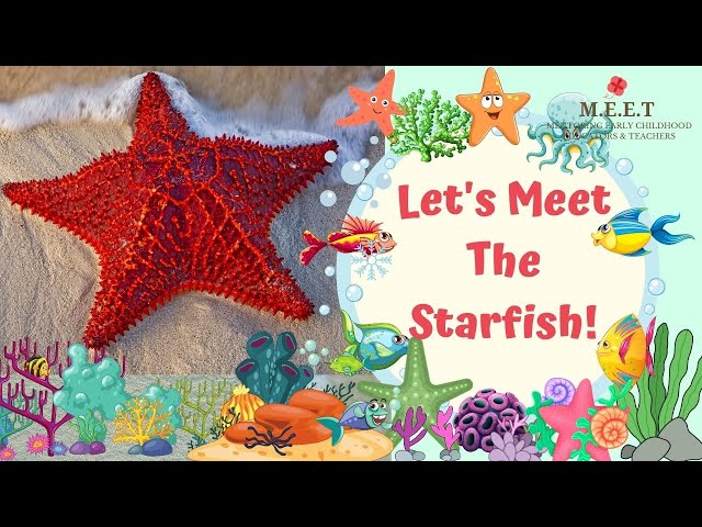 Let's Learn About Starfish! | Preschool learning videos for kids- sea animals (sea stars)