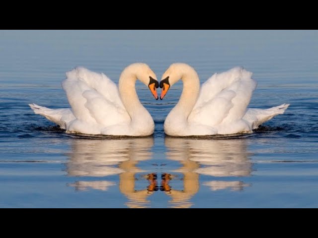 All Swan Species and Information