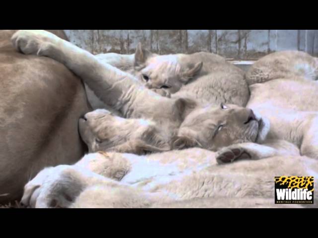 Themba's Pride - Pile of Sleepy Cubs