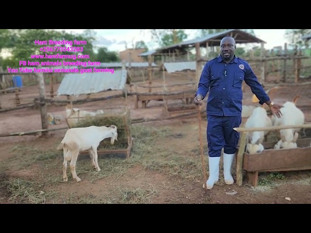 Required land to start goat farming and which system to use