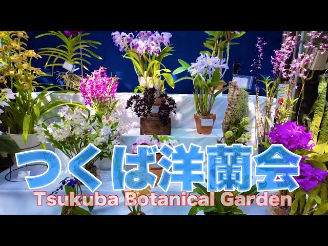 [Orchid] The once-a-year "Tsukuba Collection" is a collection of extremely valuable orchids. #plants