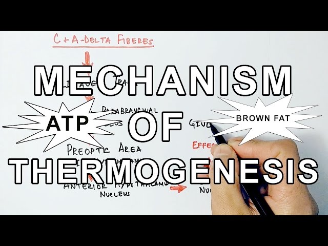 Mechanism of Thermogenesis