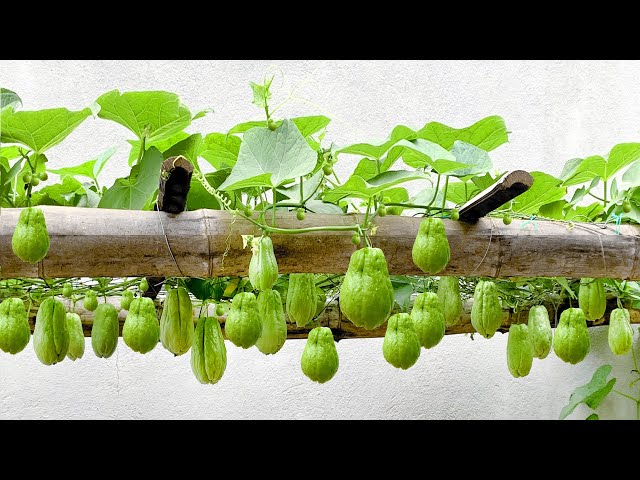 Unexpectedly, Growing Chayote at Home is so easy, so many fruits