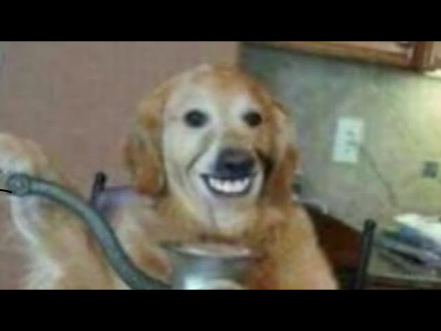 WHAT THE DOG DOIN MEME COMPILATION