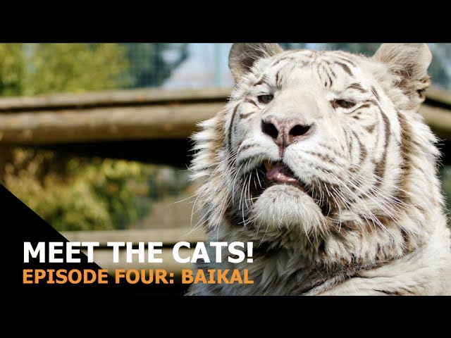 Meet the Cats: Episode 4 - Baikal (White Tiger)