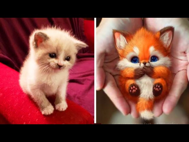 Cute baby animals Videos Compilation cutest moment of the animals - Animals Soo Cute!