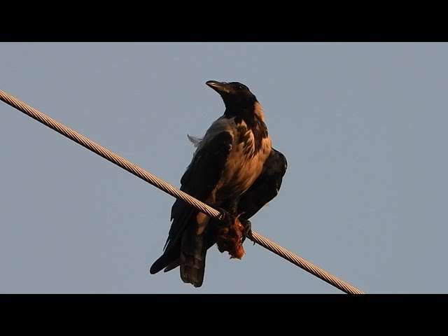 Ptice Hrvatske - Siva vrana (Corvus cornix) (Birds of Croatia - Hooded Crow) (5/6)